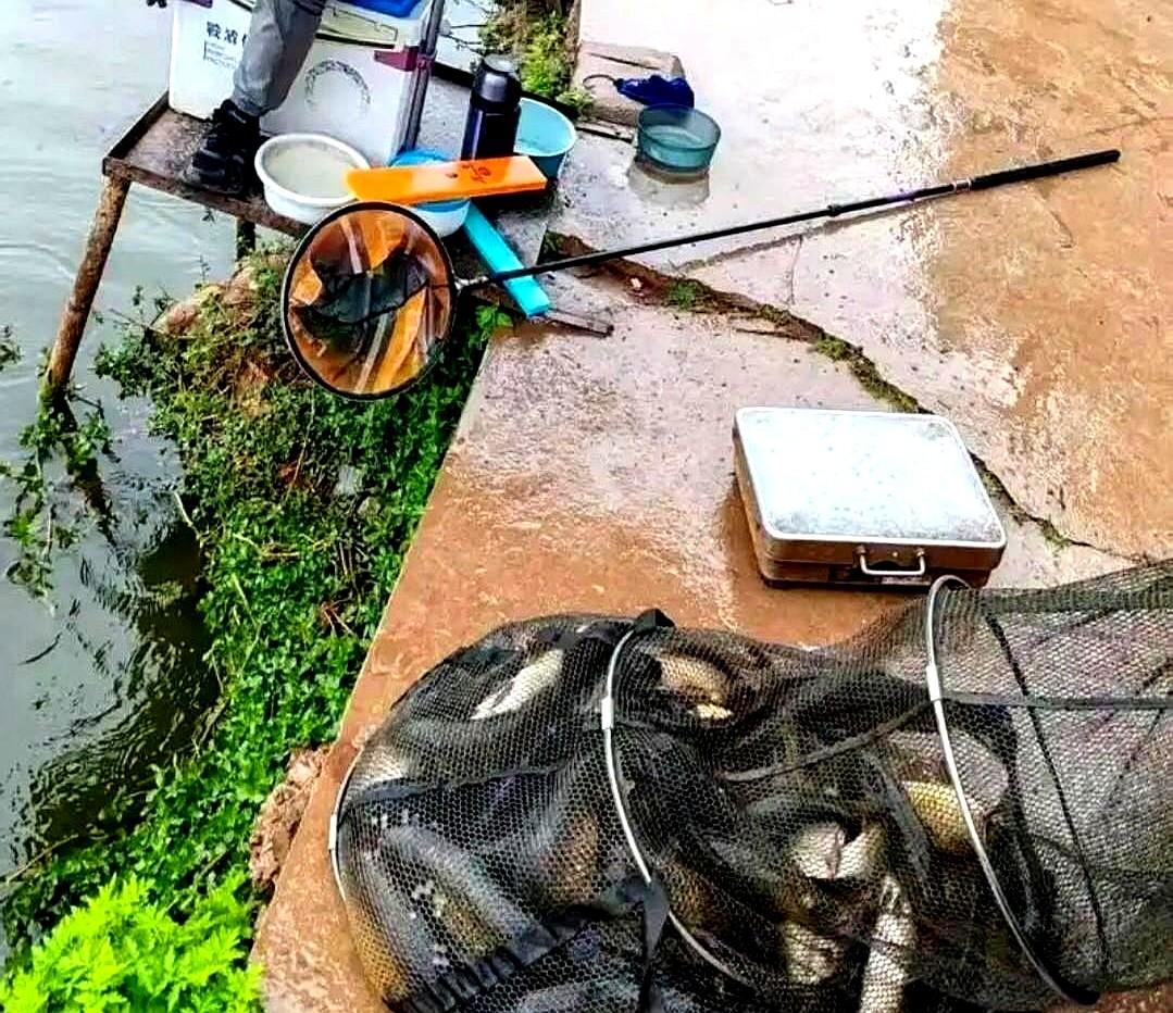 河边钓鱼，有人直接爆护一百多条！旁边钓友都空军，这位高手大哥的鱼篓里却塞满了