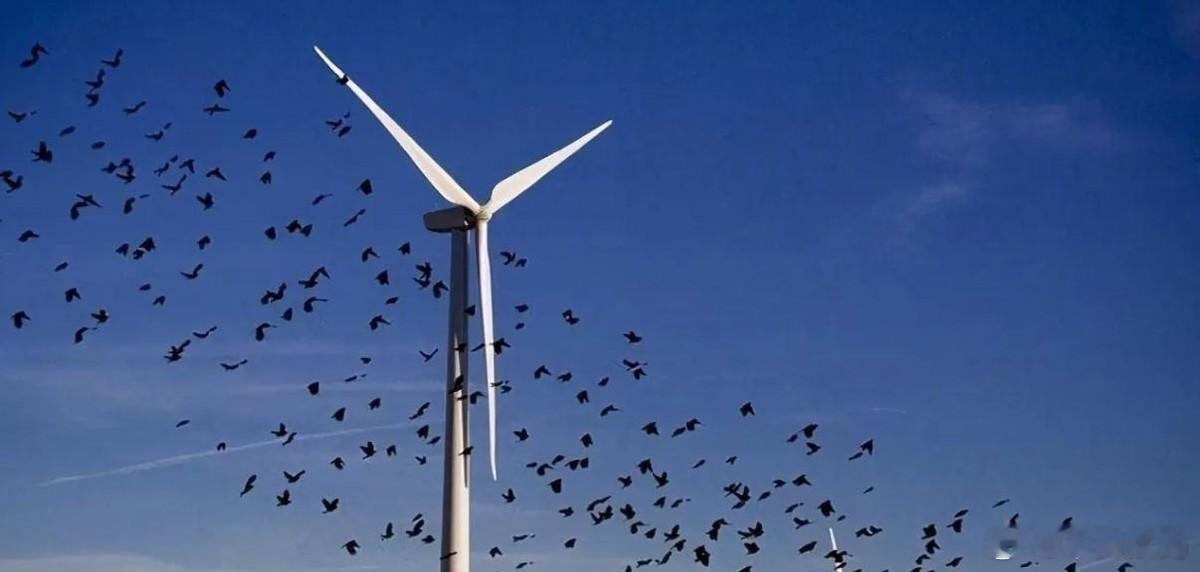 你可能在高速公路上见过那种场景：远处的山脊线上，一排排白色的巨大扇叶不紧不慢地转