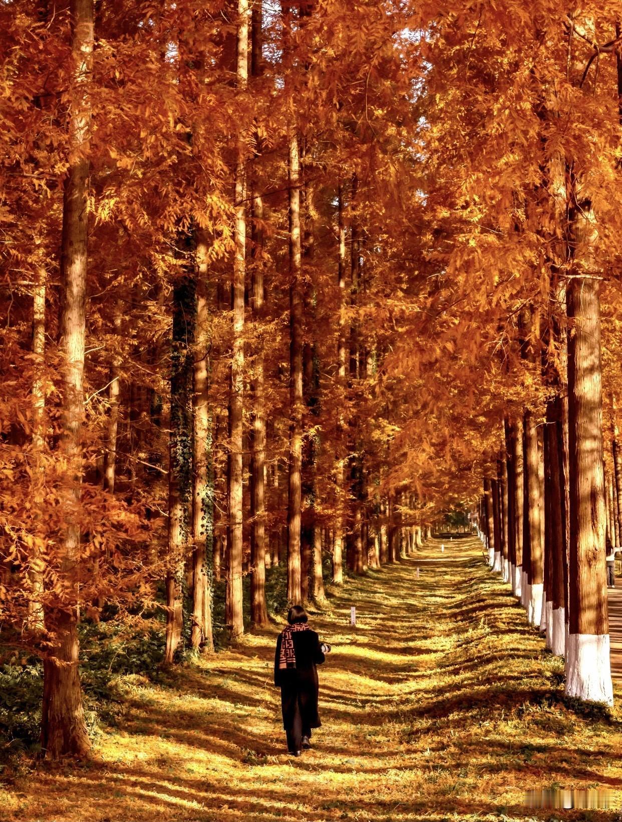 分享随手拍的美照一个人坐在长椅上，欣赏秋天景色。