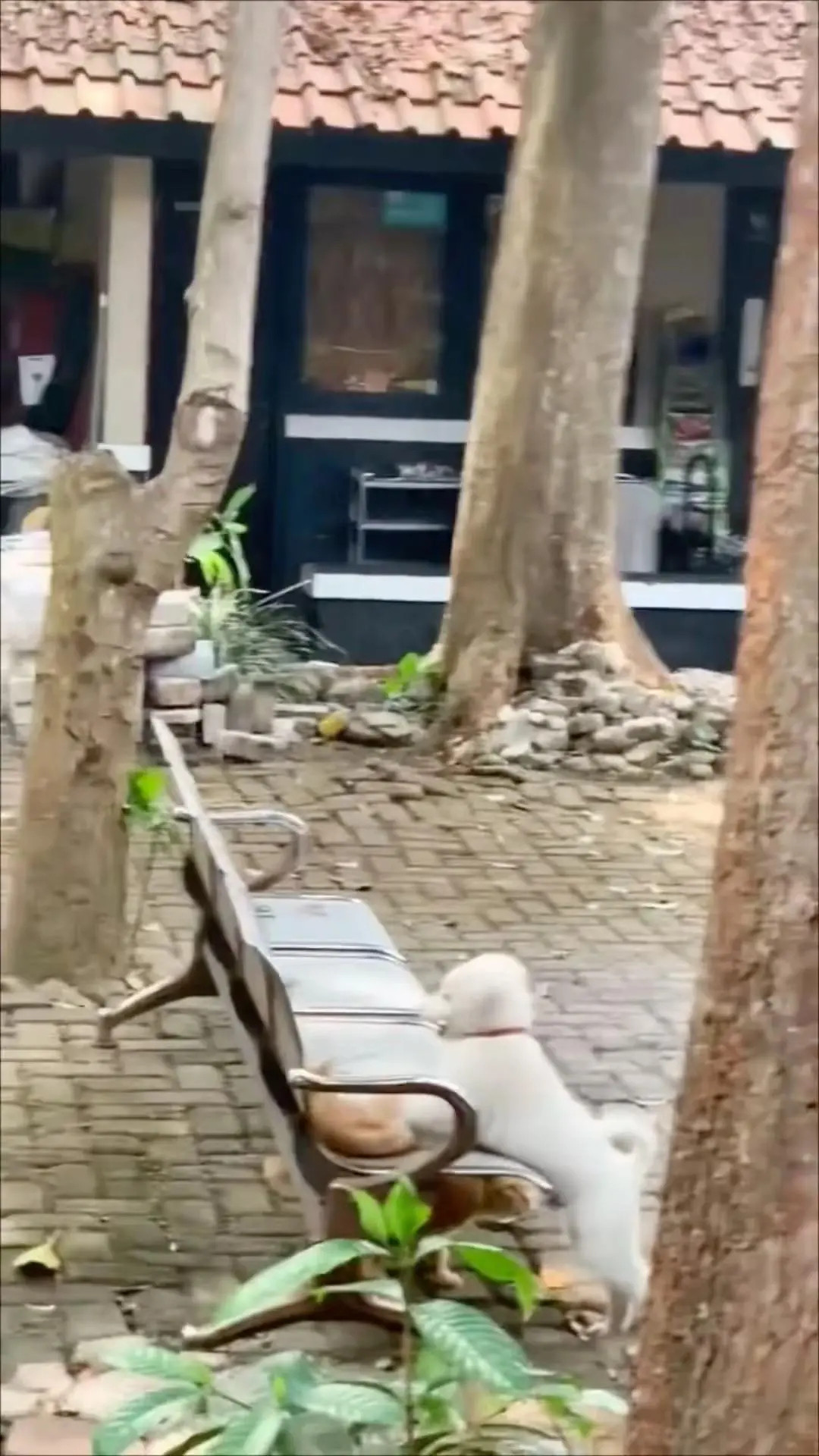 猫妈：看你下次还敢不？！🙄