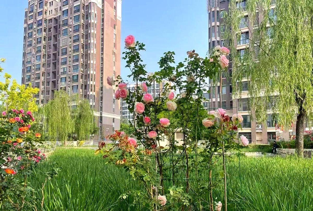 肖指导落泪了，他知道莎头的付出，也清楚孙颖莎的三次下蹲，对她的要求有多高。但真