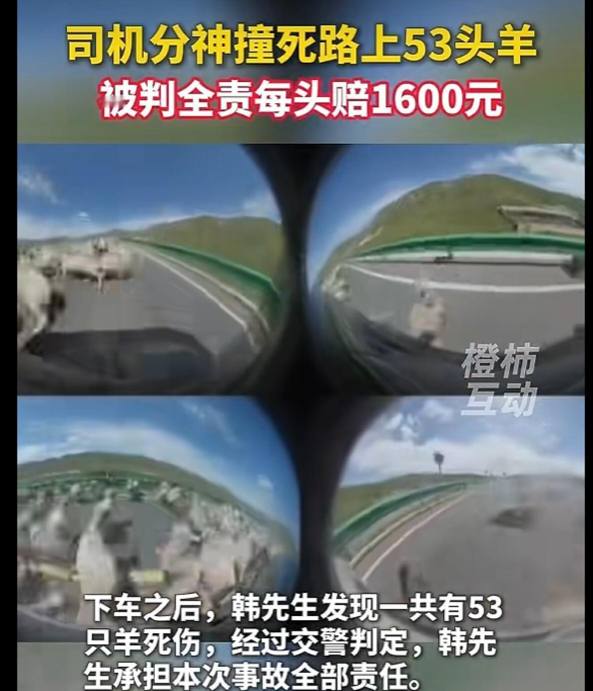 撞死53只羊，赔了八万五，最后羊还不能拉走？这事儿换谁都得懵。前两天甘肃武威那