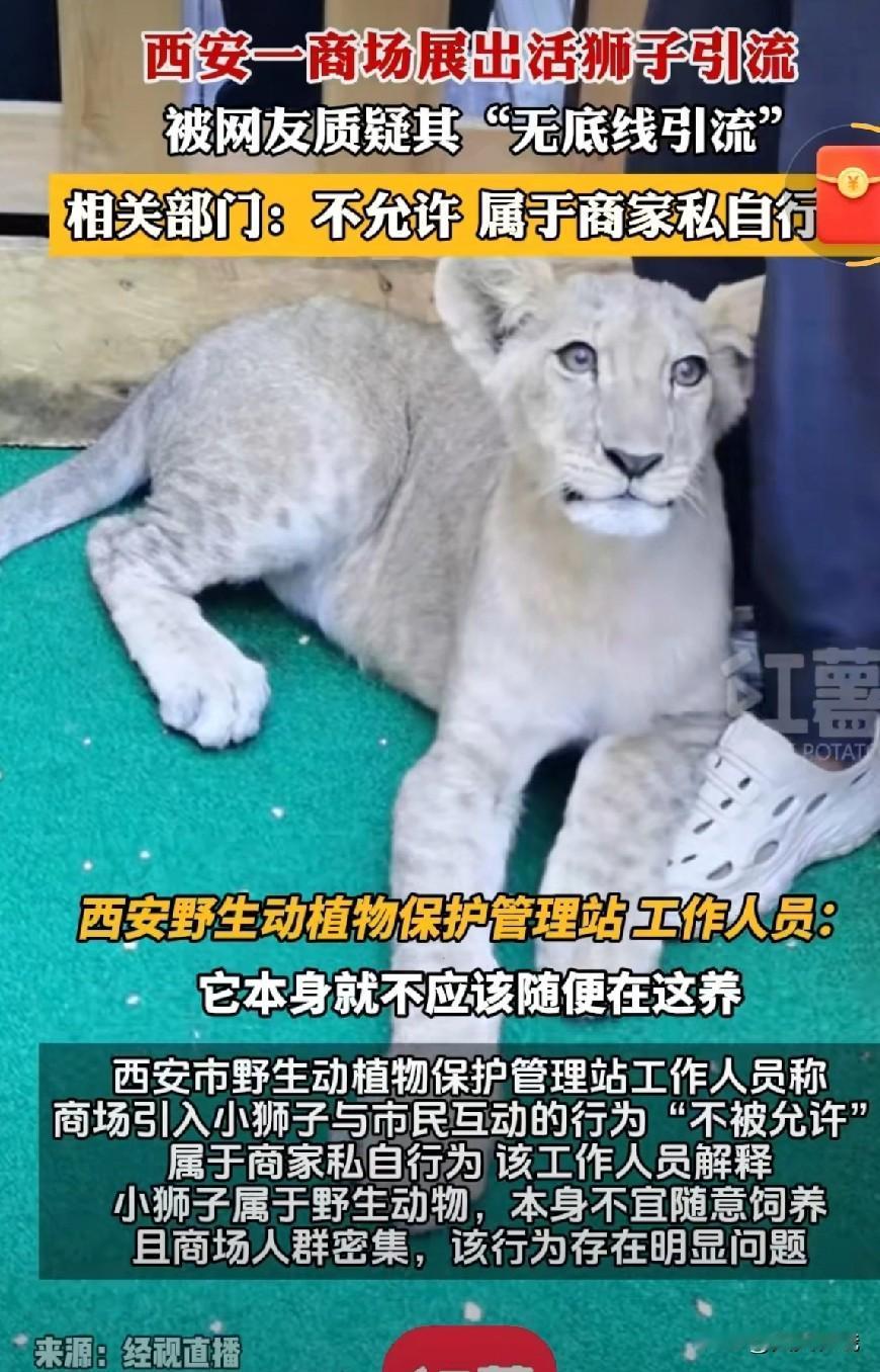 《西安一商场用活狮子引流，官方介入调查》近日，西安赛格国际购物中心因在公共区