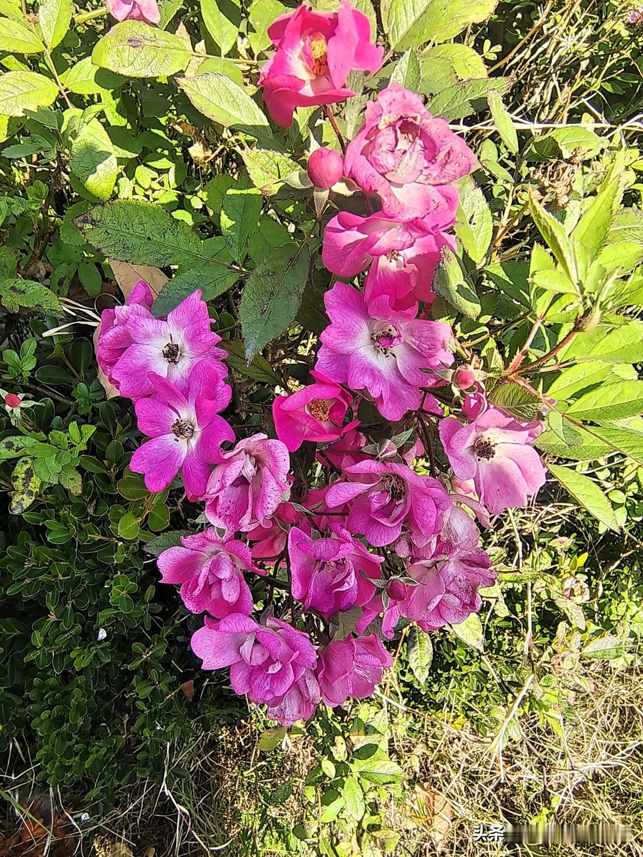 上联：万物复苏下联：春暖花开终生坚持作品原创的人图片来源于作者拍摄