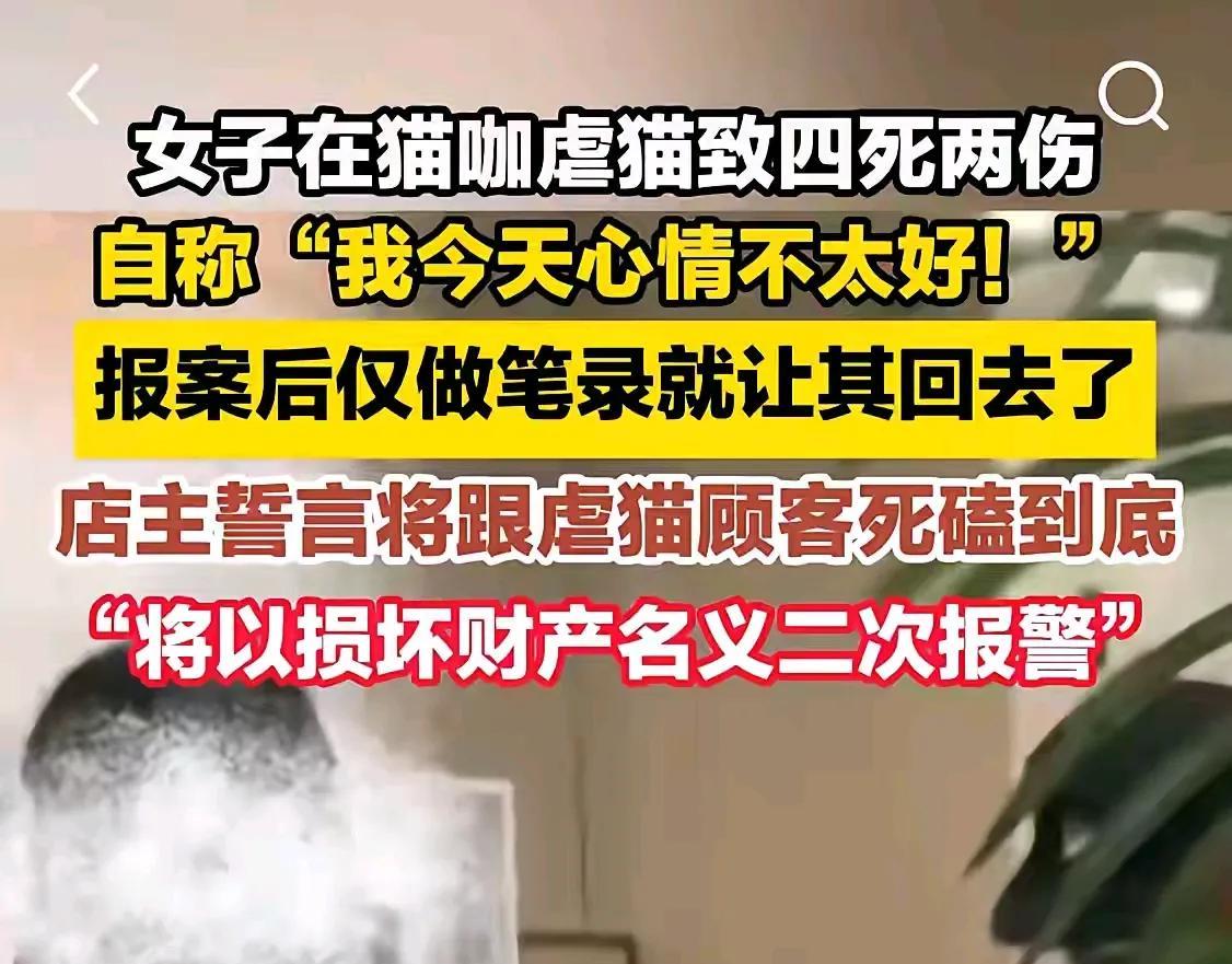 猫咖店主当场报案，做完笔录，竟然让此人回家了。猫咖店主带猫救治后，又二次报警。