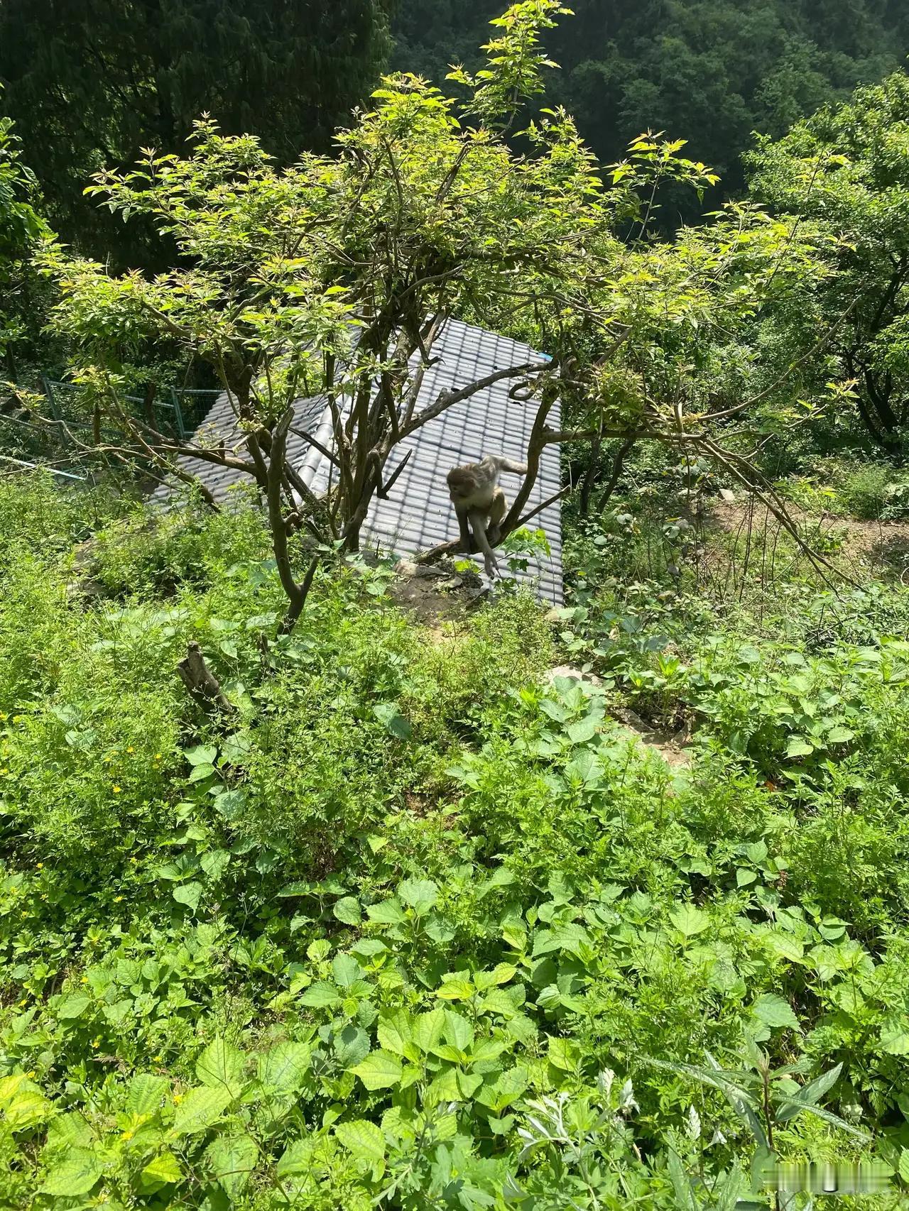 “298元，三峡玩4天。”看到这条广告时，我承认我心动了。心想少出去吃几顿饭的事