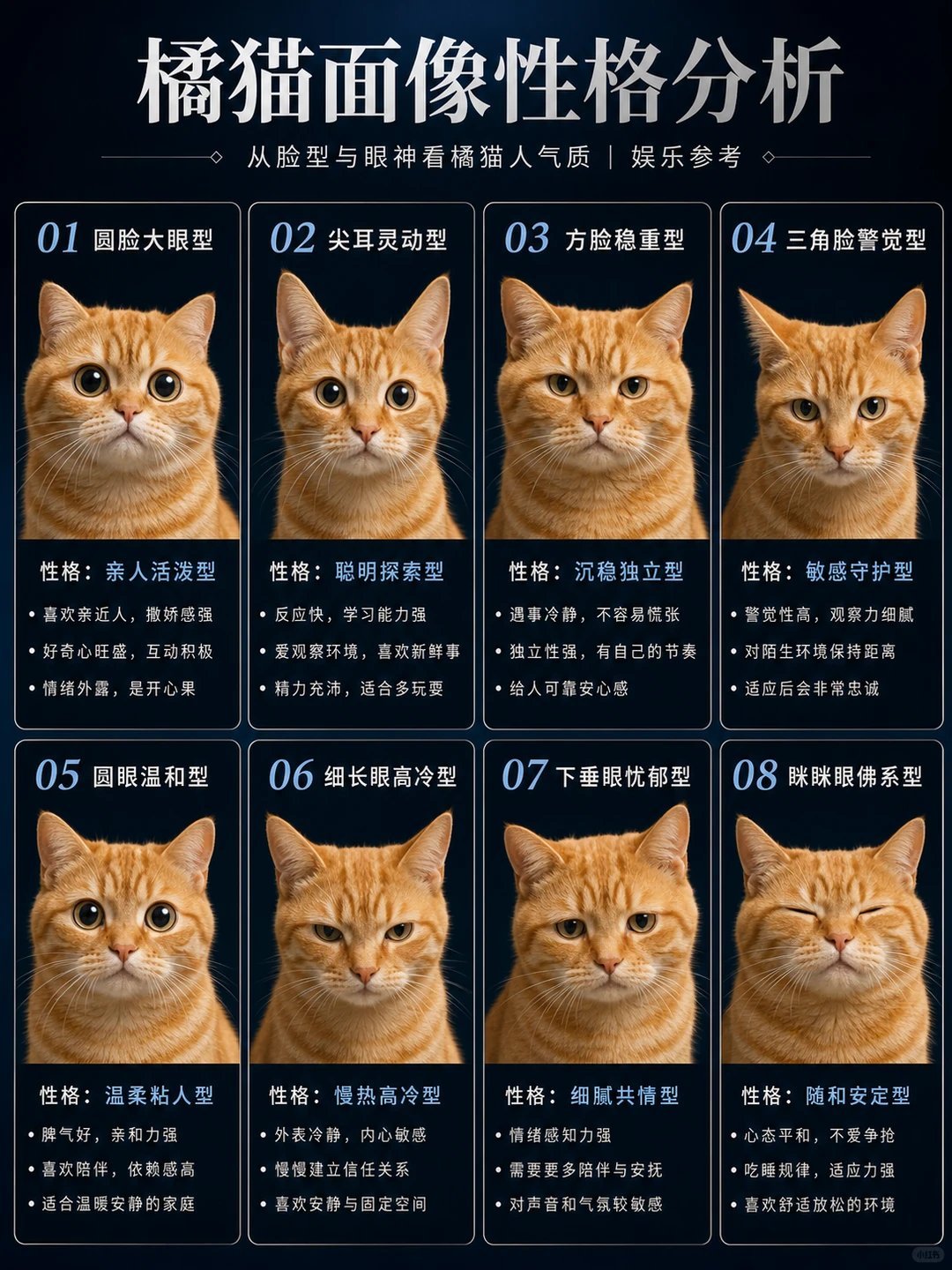 橘猫也分这么多种啊橘猫面相性格分析！
