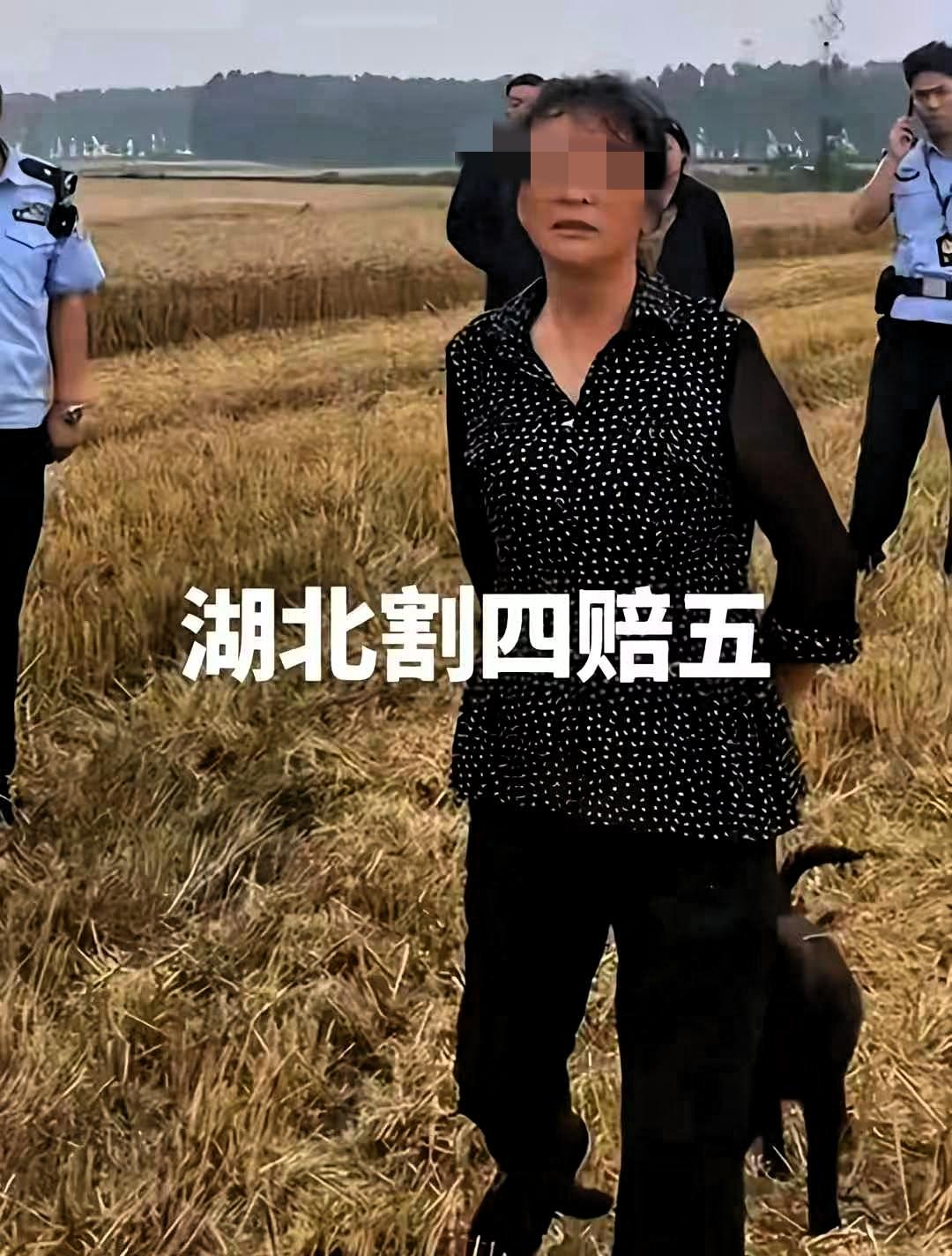 割四赔五，之前没听过吧，这本来就是一个荒唐的闹剧。农户家中一共是四亩麦地，