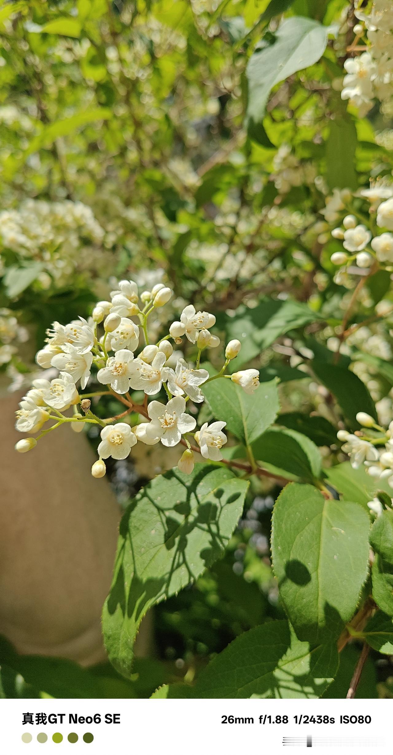 分类：虎耳草科溲疏属落叶灌木，驼梁山区初夏非常常见的野生白花灌木​它的叶对