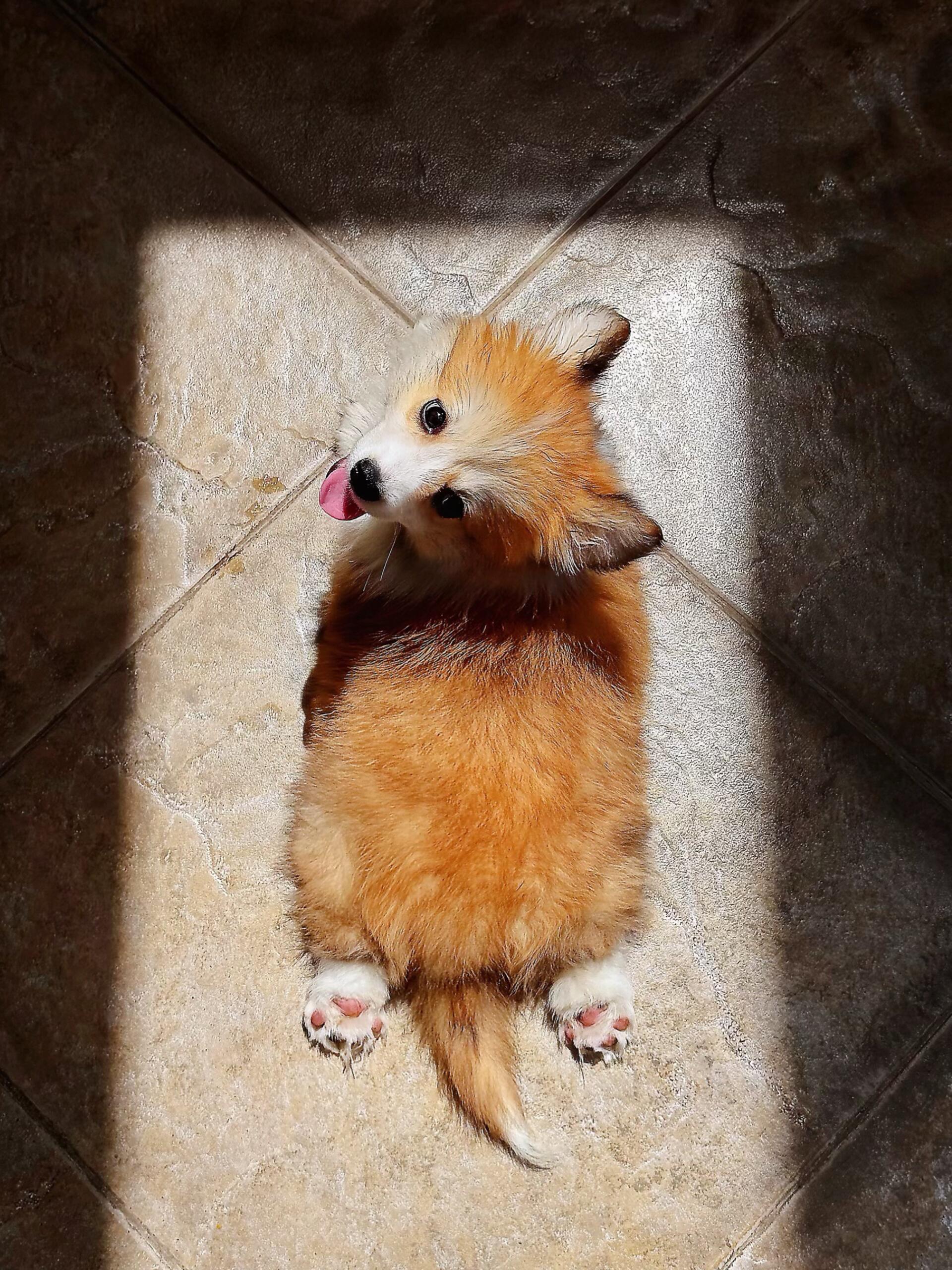 刚出炉的吐司面包(つ≧▽≦)つ🍞