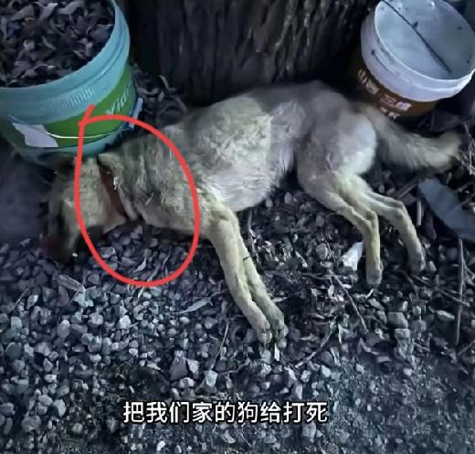 长治引发命案的就是这条狗，咬伤申宇浩被摔死后，狗主人郭勇刚家人拍的遗照，很常见的