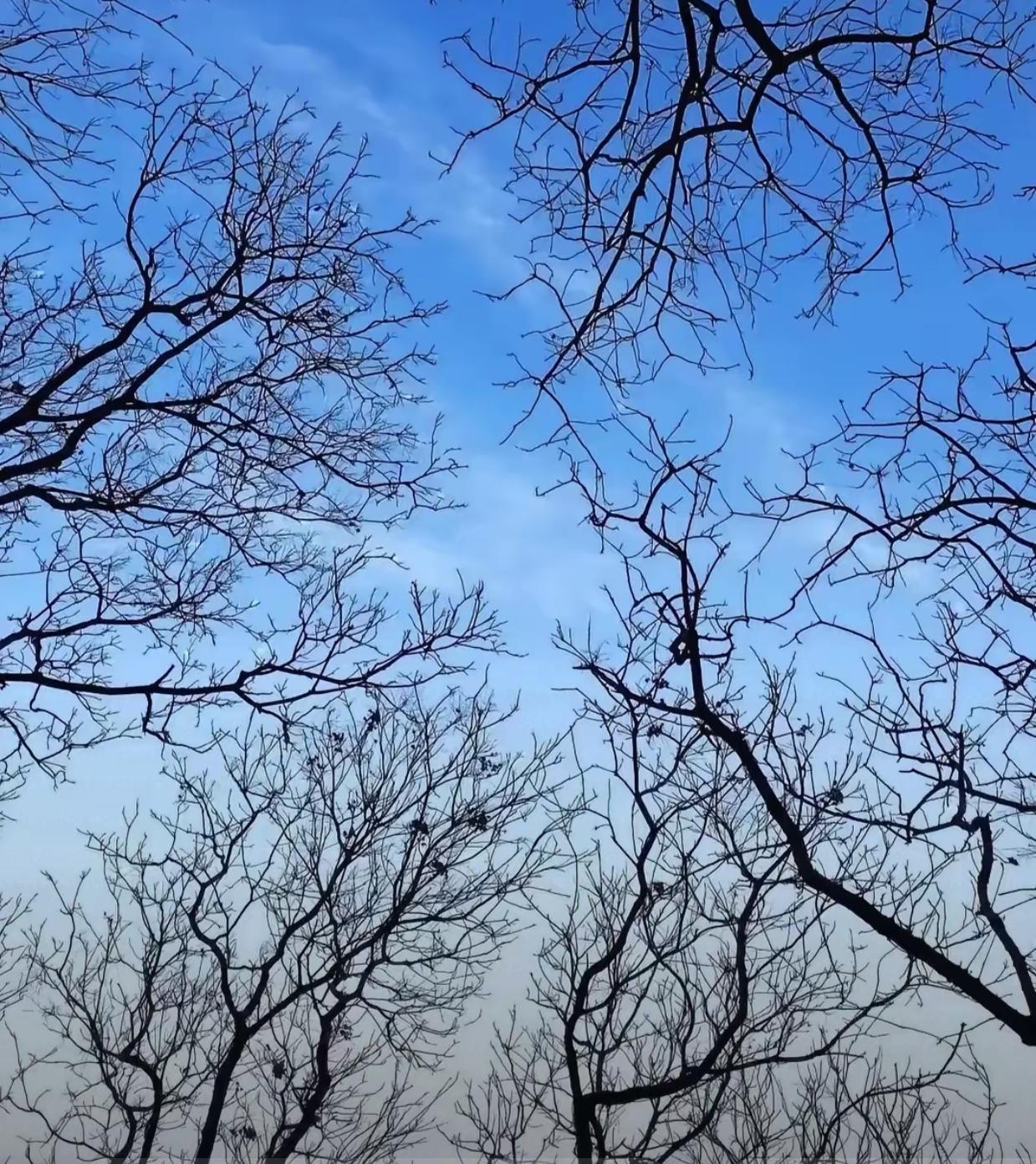 紧急提醒！1月17号就进四九了，一年里最冷的时候到了，大家都上点心！老话讲三九