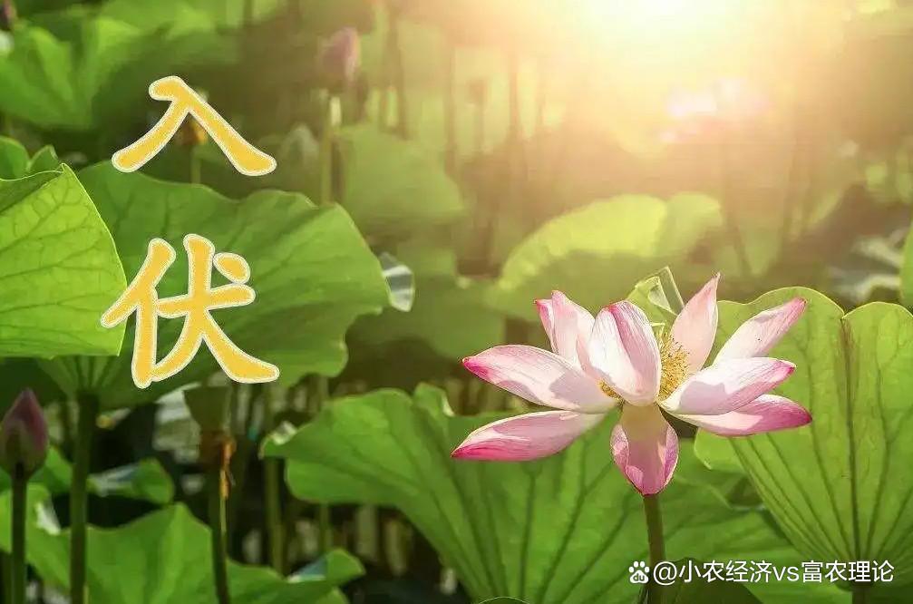 今年三伏天的时间已经公布2026年三伏天时间表新鲜出炉，和往年有