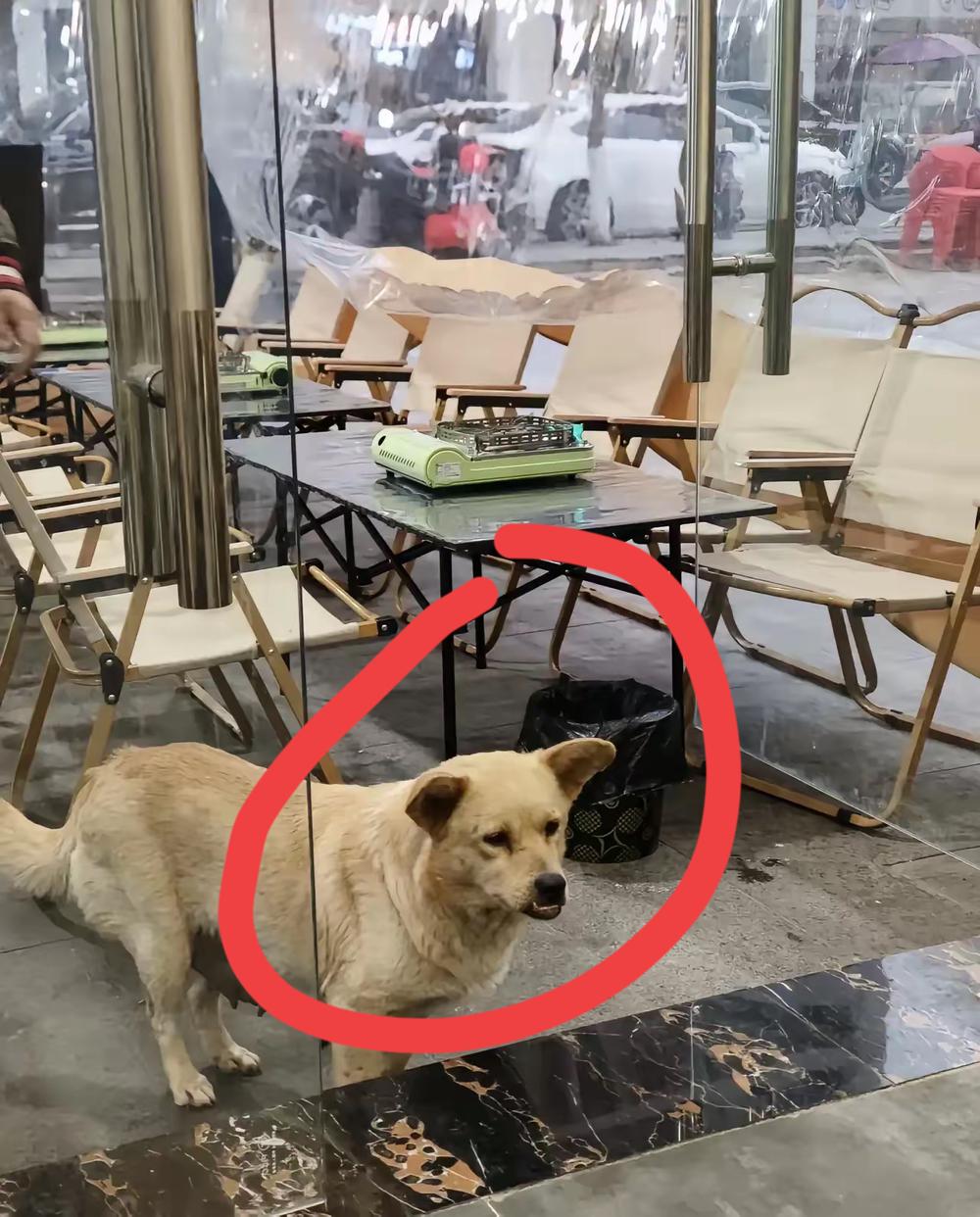 一只母狗兴冲冲跑到火锅店，满心欢喜想分享自己当妈妈的好消息，可到了门口却停下了脚