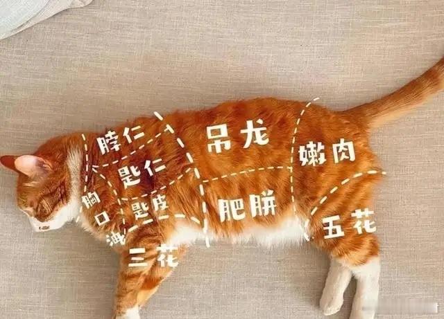 中国人几乎不吃猫肉，也从来没有吃猫肉的传统，而越南人却每年吃掉400万只，为什么