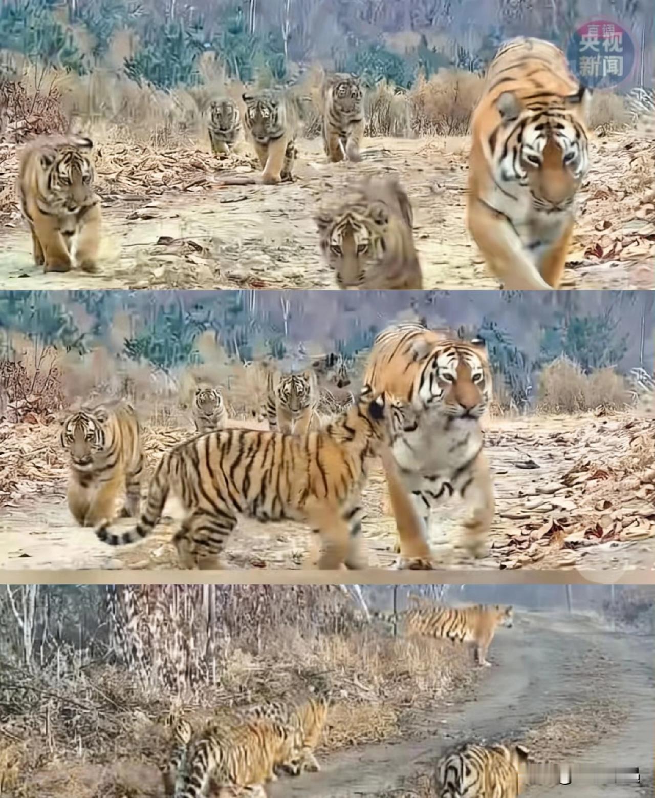 家人们是真的惊到了！央视拍东北虎居然拍出了大场面，虎妈妈一开始领仨崽溜达，走着走