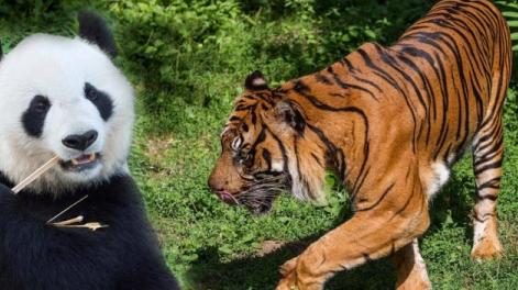 四川山林曾有猛虎出没，为何大熊猫安然无恙？护林员道出真相：八成人都不知道，老虎宁