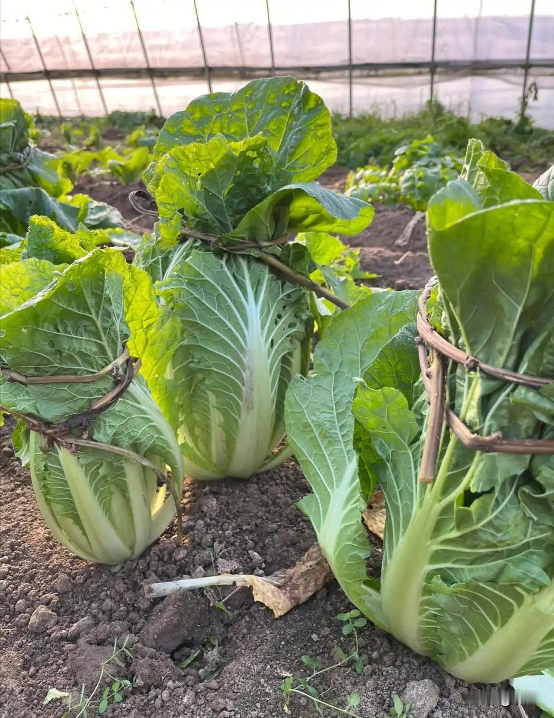 白菜长到后期需要捆绑吗很多种菜新手和老手都有个疑问，白菜生长后期到底要不要人