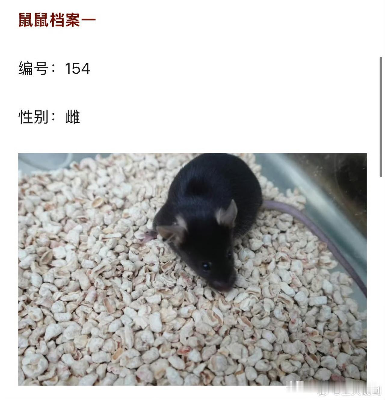 抓紧了！空间站里的4只实验老鼠就差名字了！开始取名字了……