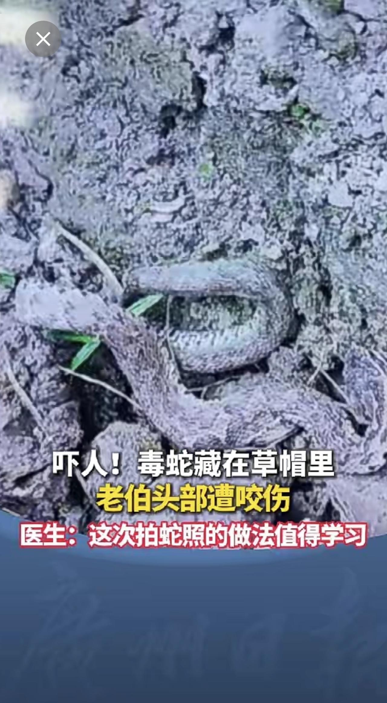 吓人！毒蛇藏在草帽里，老伯头部遭咬伤！医生：这次拍蛇照的做法值得学习