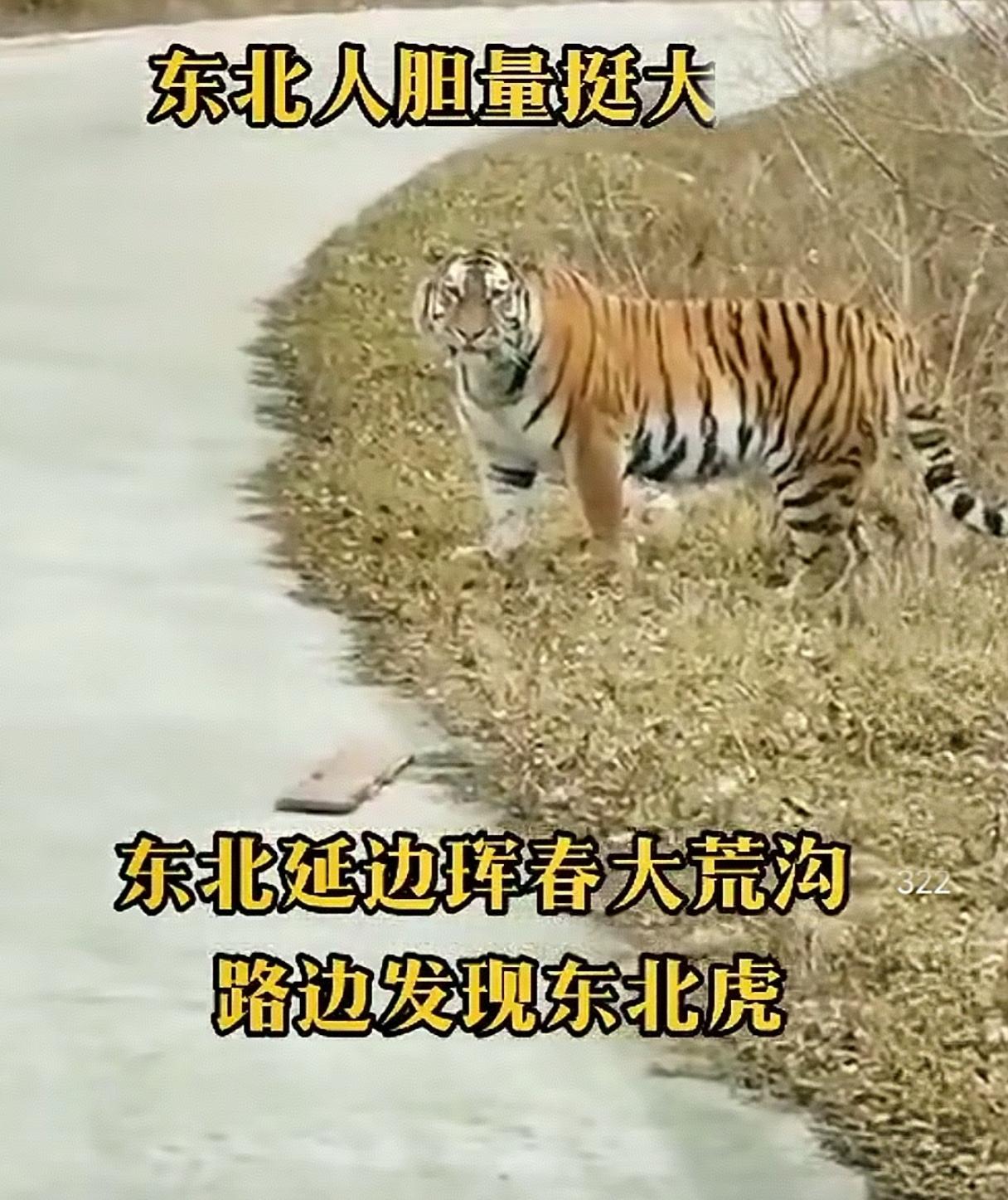 东北人遇上东北虎人：大哥，我本地的，让个道！虎：这个人这么虎吗？不知道我会吃