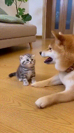 笑不活了！二哈趁猫妈不在训小猫，结果被“怂包”反杀，猫妈全程当观众！谁能想