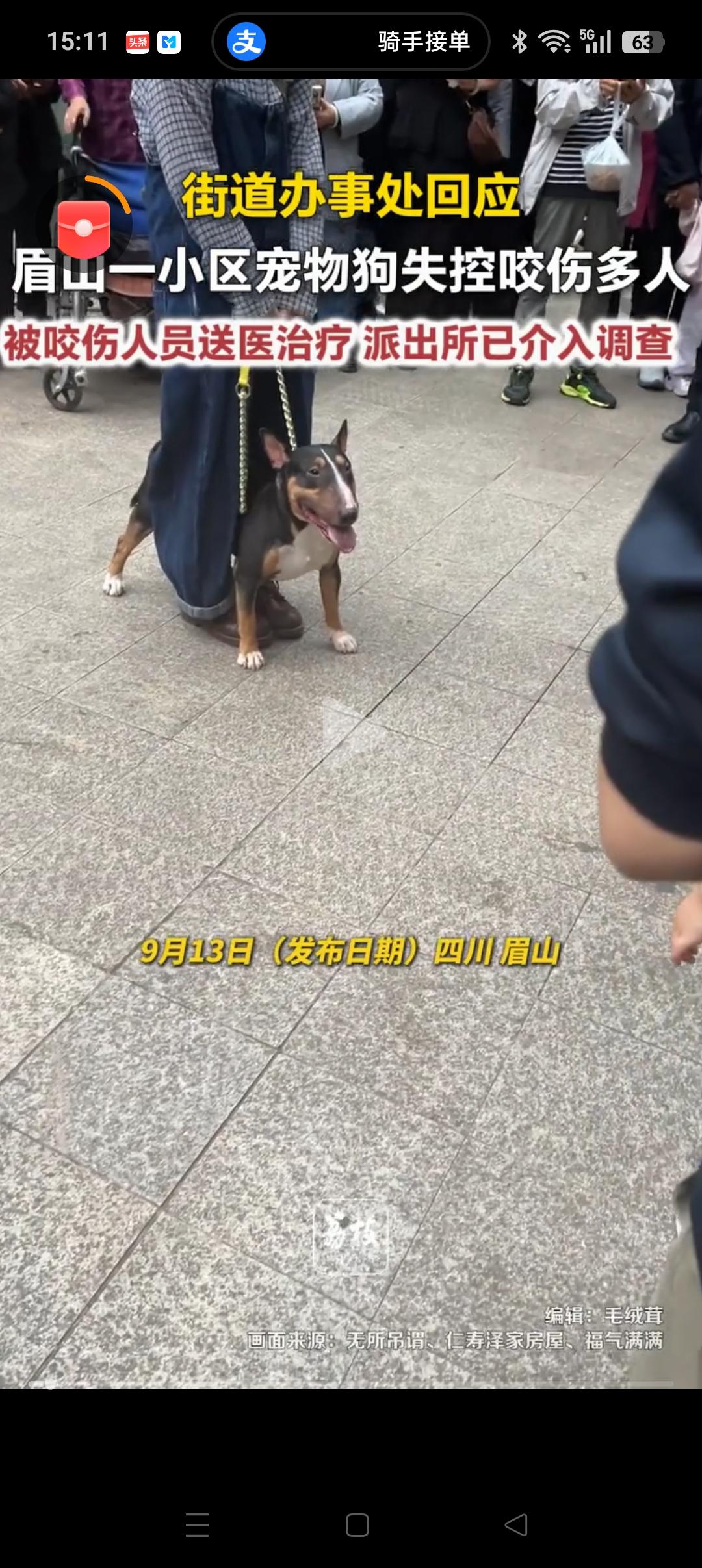 眉山咬人的牛头梗，会怎么处理呢？1、被送往收容所：这是最稳妥的方案。毕竟这种狗