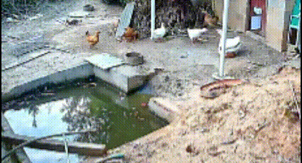 这视频看得我心潮澎湃，原来动物界弱肉强食、霸凌一直都存在！开始是二只白鹅，像不