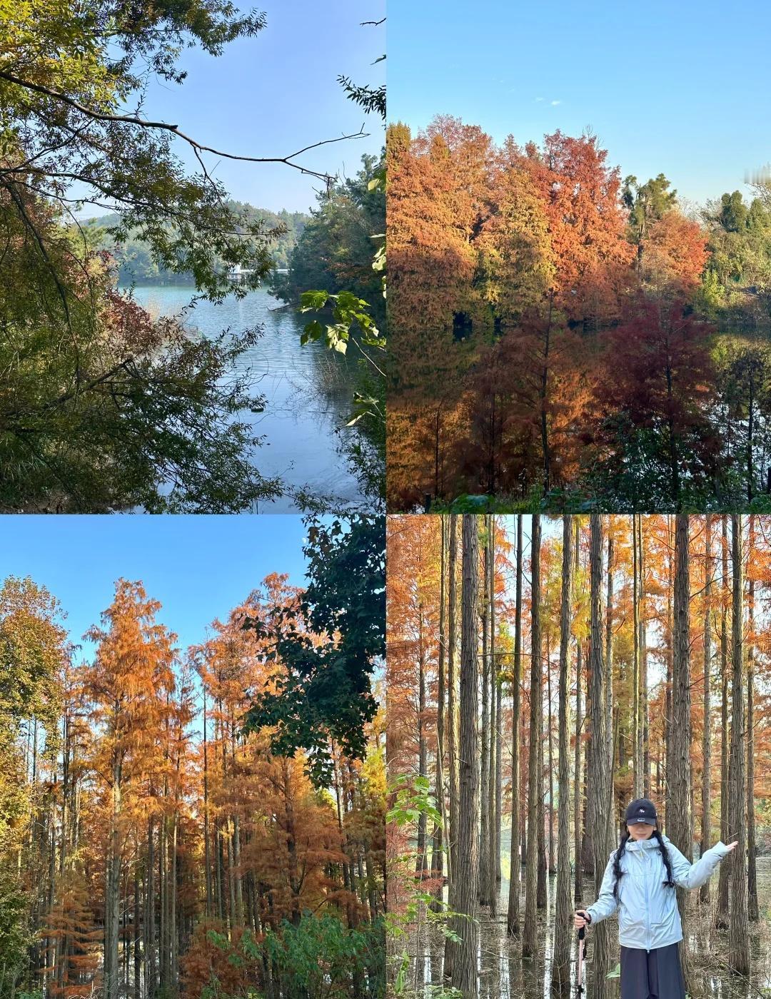 武汉⛰️水杉林银杏🍁冬日爬山观景遛狗好去处这个天气真的太适合爬山啦！！风景