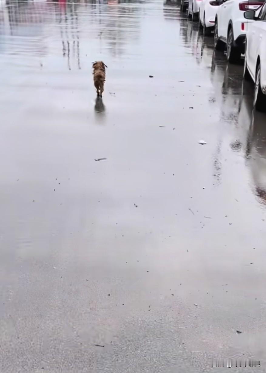 一只被主人遗弃在加油站的小狗狗，每当看到和主人车子相似的车辆，都会蹦起来，瞧瞧是