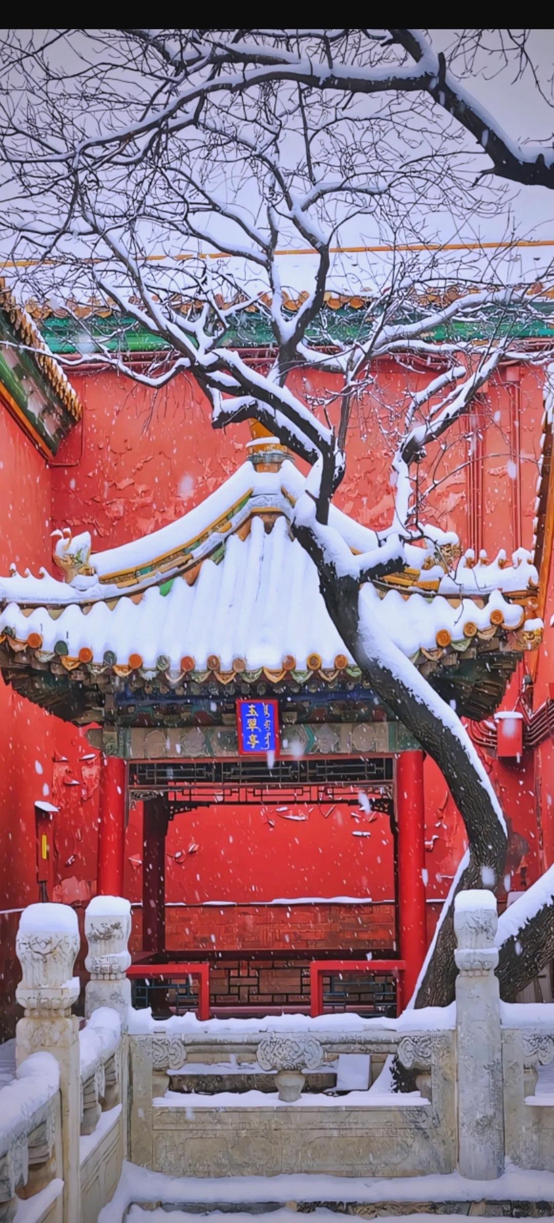 故宫下雪了：一场雪，让600年紫禁城变回中国人的精神故乡“一下雪，北京就成了