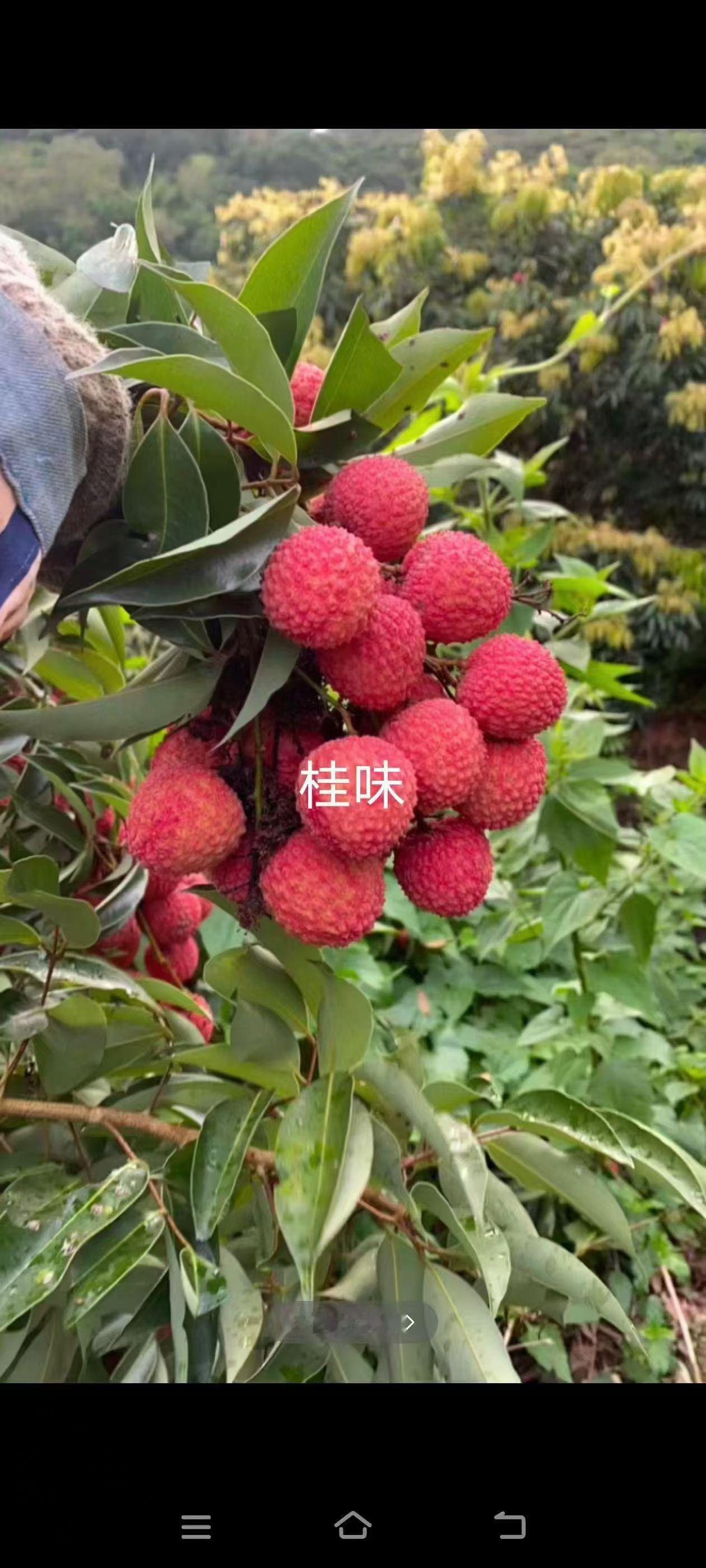 反正我是舍不得买来吃，我情愿买榴莲来吃，也不会拿几十块钱来买一斤荔枝来吃，你们呢