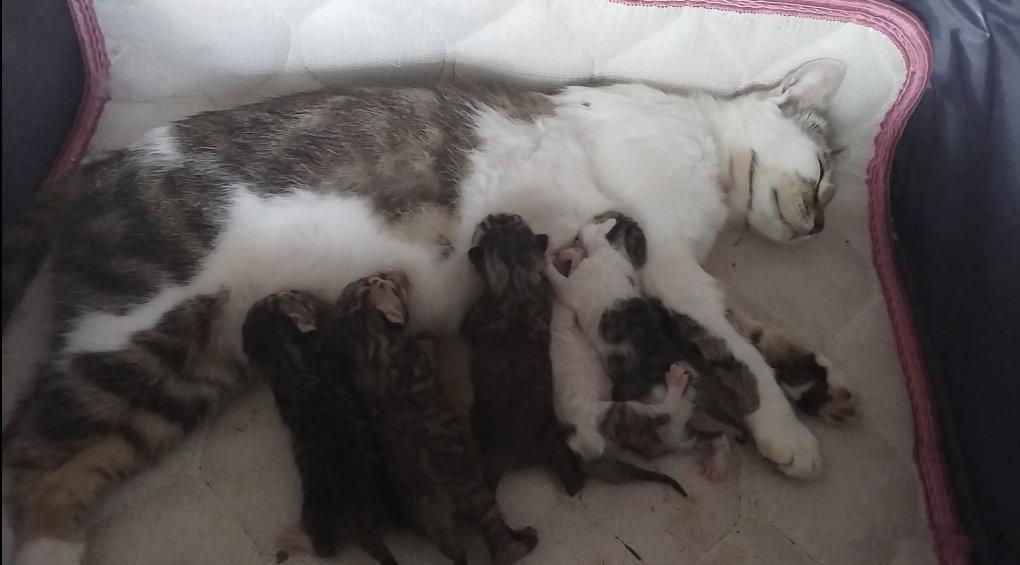 橙子你听一些趣事，昨晚凌晨家猫生了小猫猫，清晨5点母亲来拍门，非常开心的告诉橙