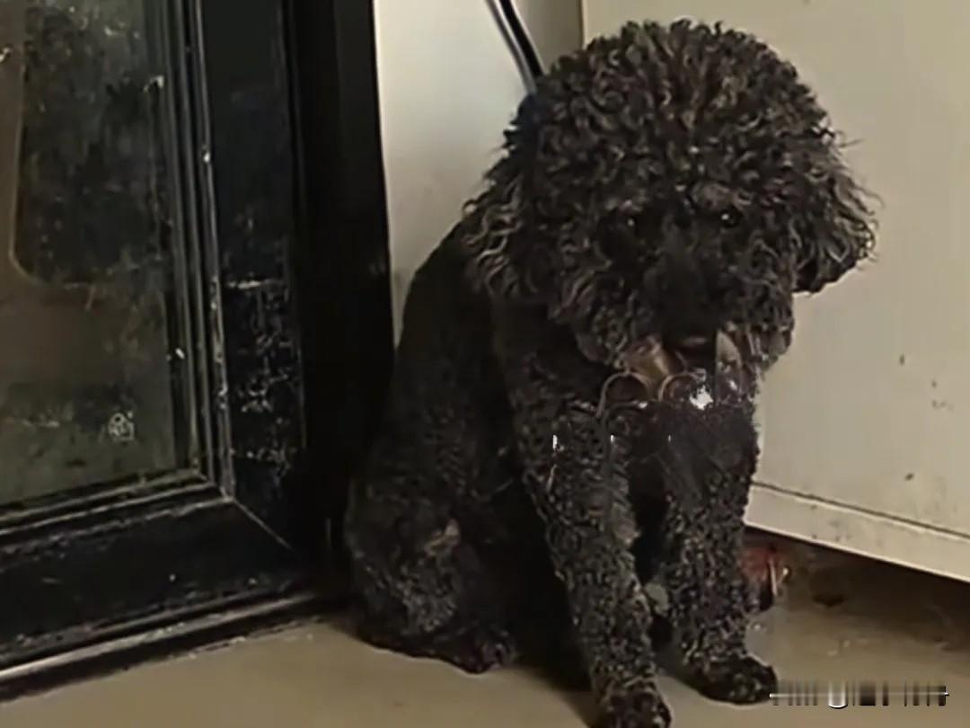 邻居嫌弃收养的黑泰迪不吉利，就把它带出去扔掉了，没想到过两天黑泰迪又找了回来坐在