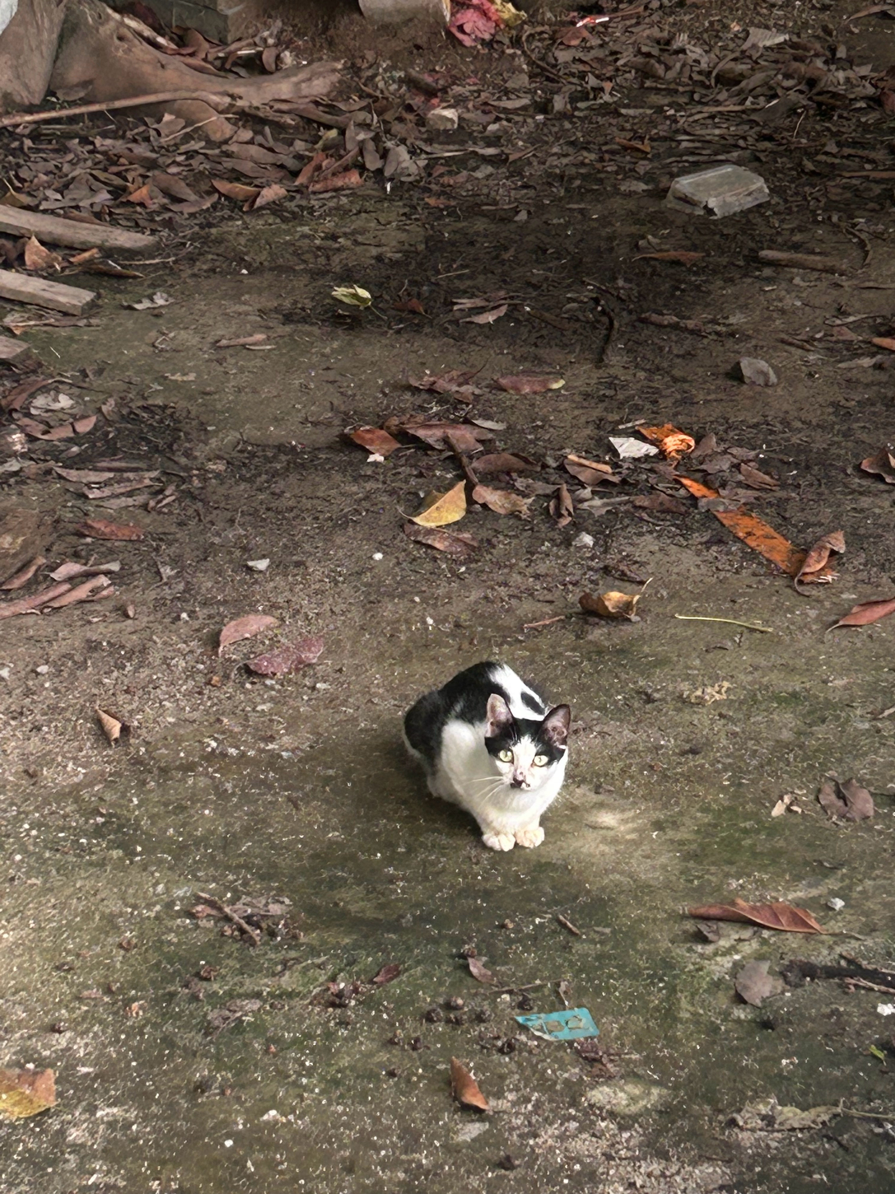 诺对流浪奶牛猫说：吃完饭不擦嘴，你有没有礼貌？