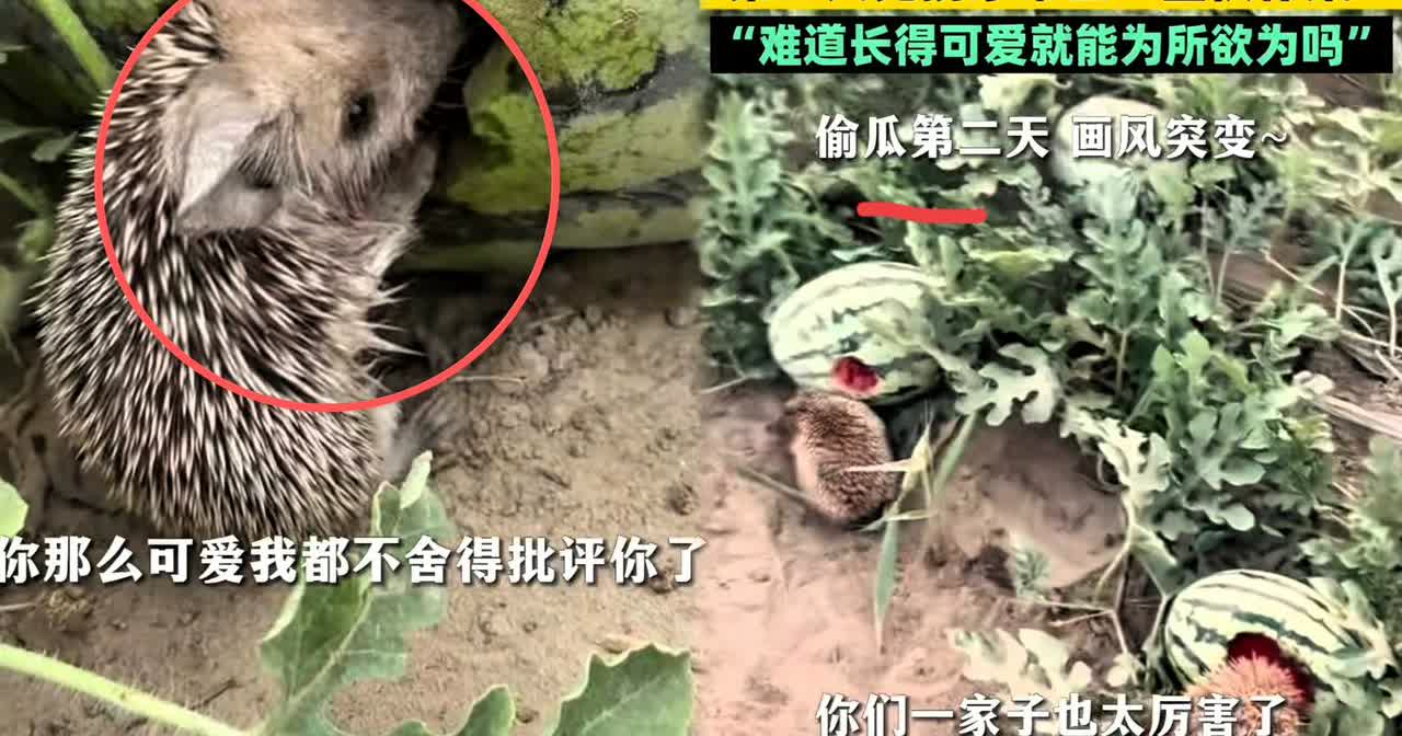 “活该发财！”女子发现一只刺猬在吃自家种的西瓜，没有赶走，反而任