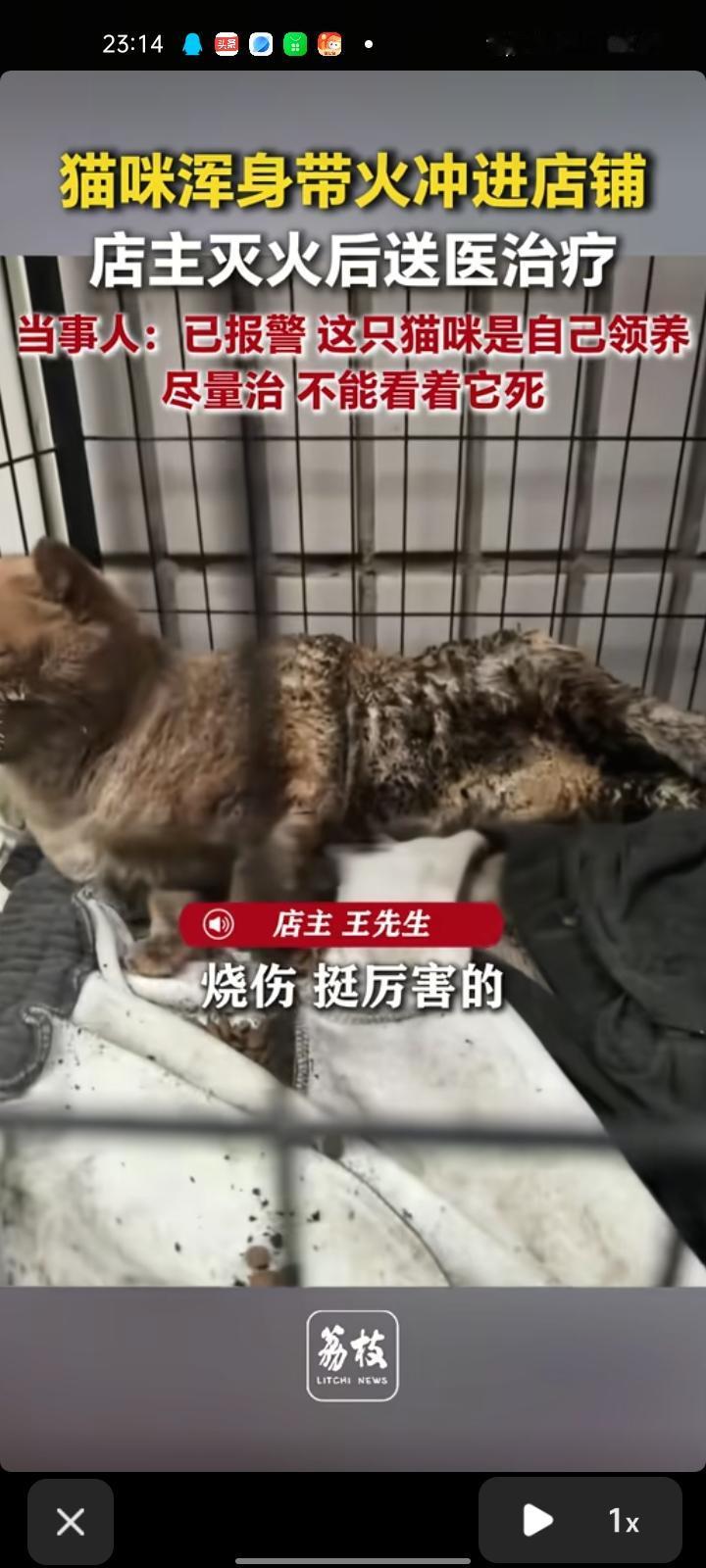 4月8日，天津。一只猫浑身着火冲进路边店内，店主用灭火器把火扑灭，猫身体烧伤无法