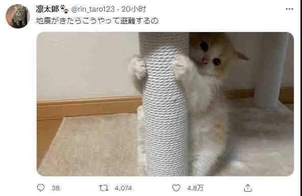 地震时，小猫是这样避难的...