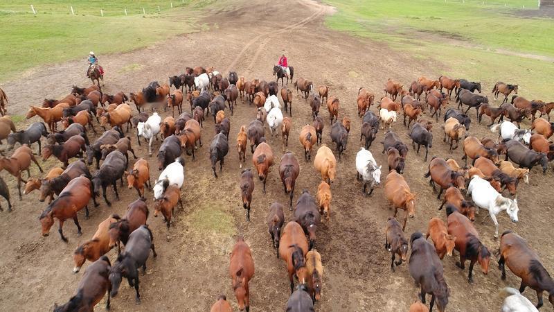 相册里最满意的照片，是一张马图风景照。画面里，一群骏马在草原上奔腾，那场景简直太