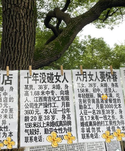 公园里大树夹着两份相亲启事，标题一出场就氛围感拉满。左边38岁进厂上班的大哥，直