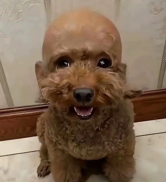 家里的狗狗，剪了一个平头