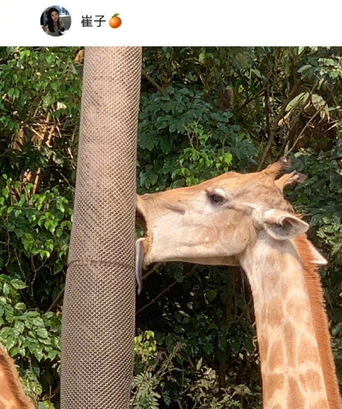 长隆动物园的动物自带慵懒感