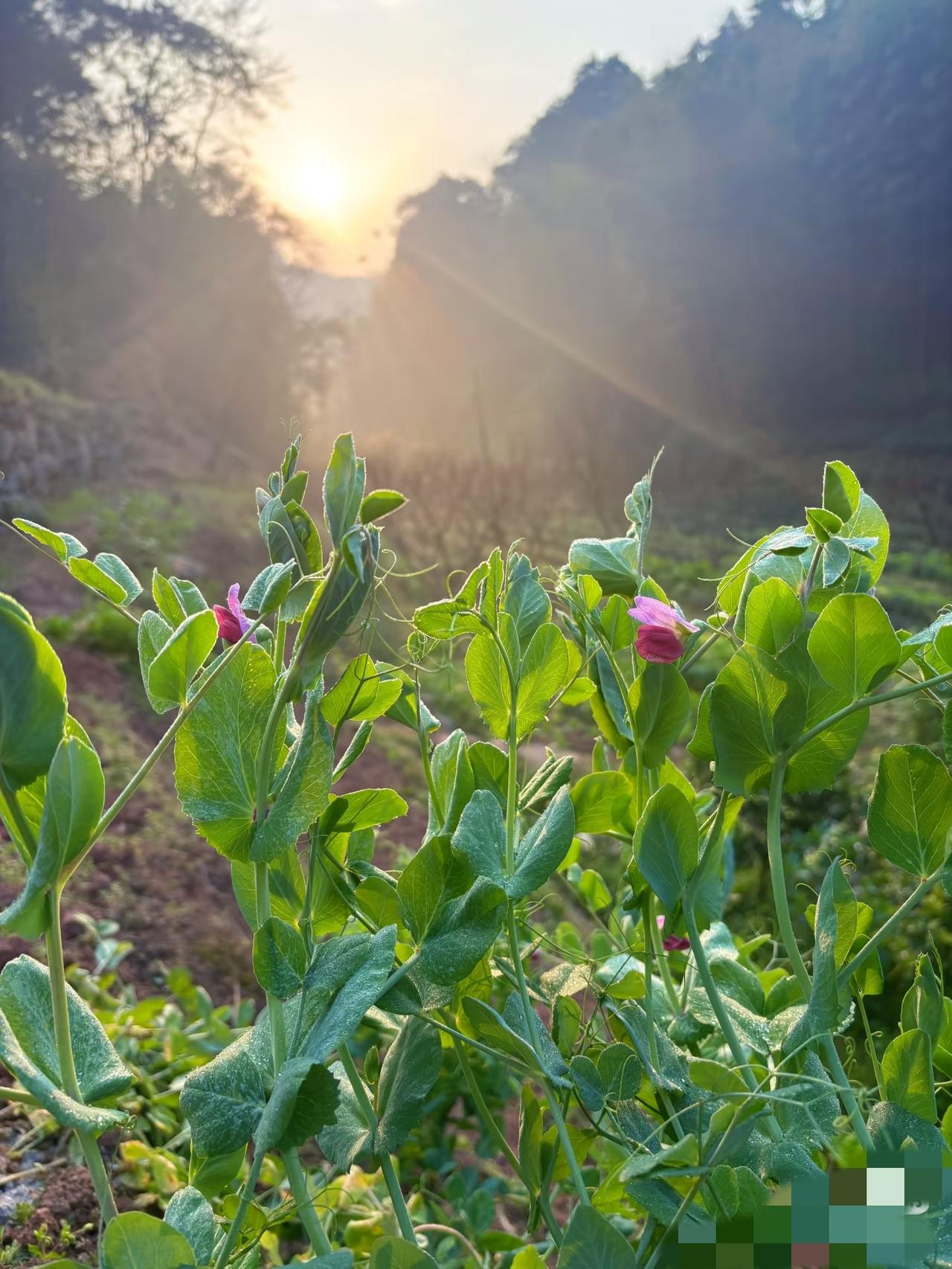 在我老公的家族，悄悄流行一种我极不认同的思想，却又没办法反驳。春节时回农村老家