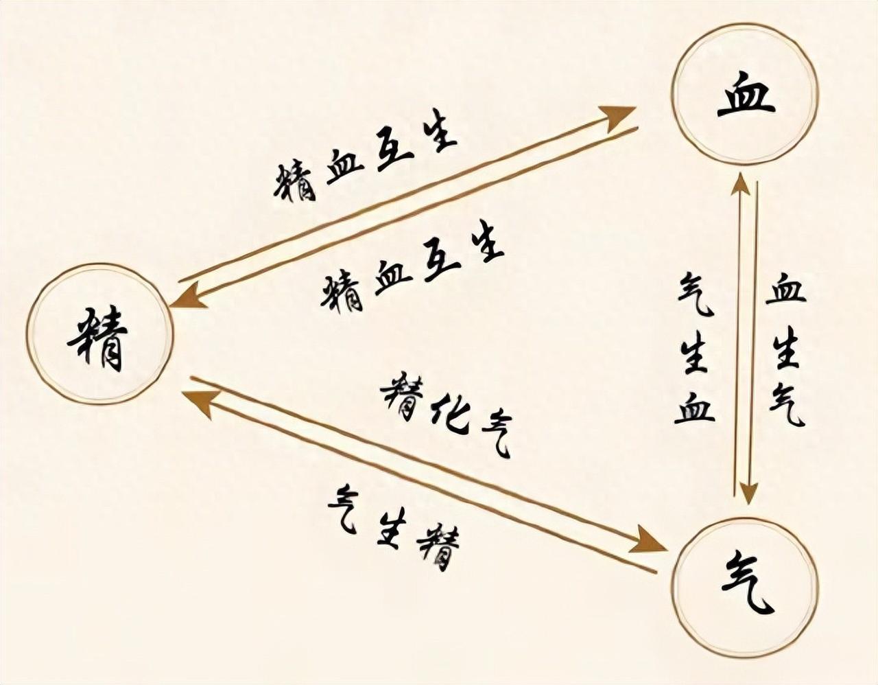 精气血足了，才能越活越年轻！一方补脾+补肾+养肝，三根同养我是中医陈大