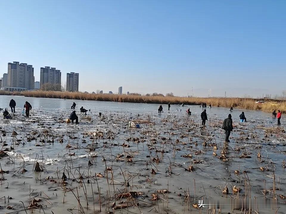 这还没进“一九二九不出手”的数九天，城市的冰就已经冻瓷实了，加上连日晴好，钓鱼佬