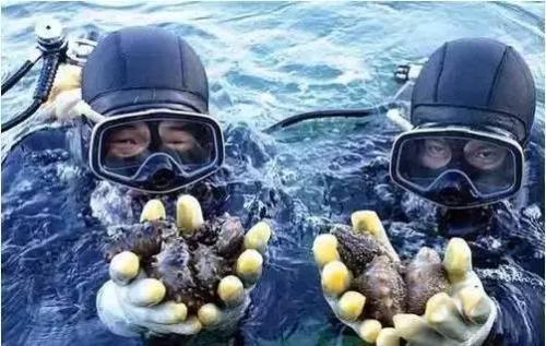 海参怎么吃更美味更营养? 大厨说大有讲究