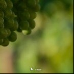 种植0900青提（葡萄，常见阳光玫瑰/无核白鸡心）种植方法⚠️重点提醒：不要用