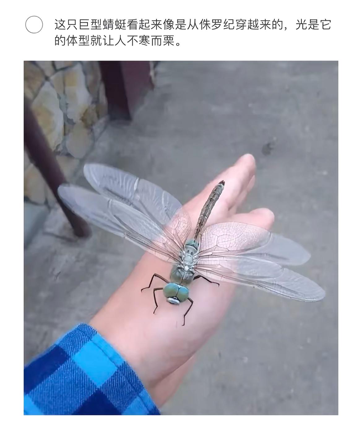 这蜻蜓好大，像是从漫画里跑出来的。图中的蜻蜓可能是大型蜻蜓品种。蜻蜓是一种古老的