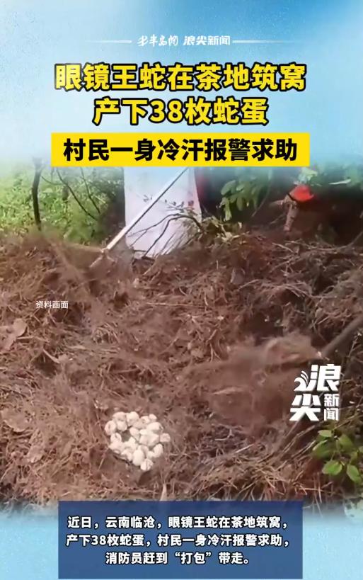 “魂都吓飞了”！8月4日，云南村民在后山茶地发现蛇窝。拨开落叶一看，里面不是一两