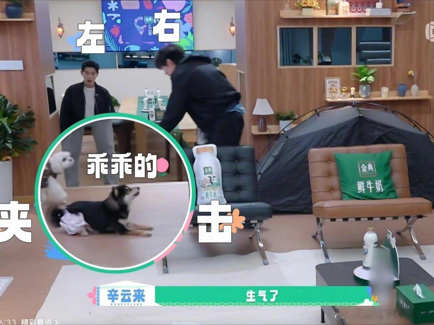 辛云来桃花坞和狗做室友帐篷当床狗当邻，辛云来的桃花坞生活好接地气。怕打呼吵到狗